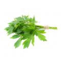 Любисток